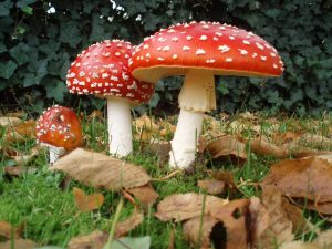Clues to the Mysteries: How to Find High-Quality Magic Mushrooms