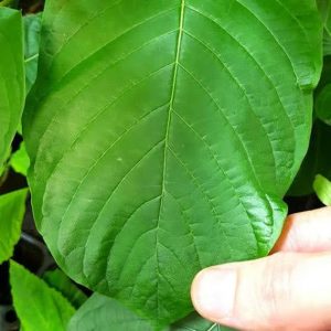 Are there different strains of Kratom?